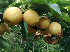 连州水晶梨节 纯玩一天 避暑胜地【连州地下河】、诗画走廊【湟川三峡】、每人赠送水晶梨礼盒1份（ZJ)